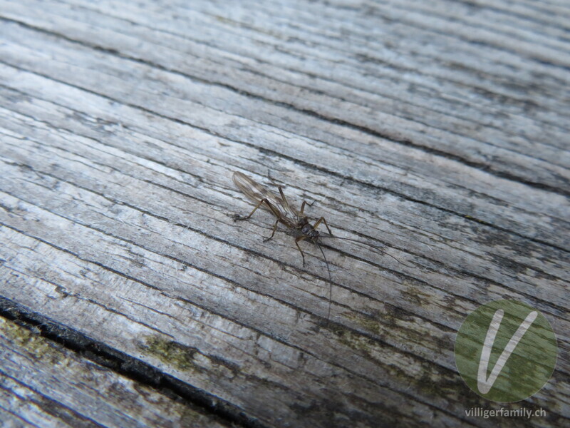 Steinfliege (Brachyptera seticornis): Übersicht
